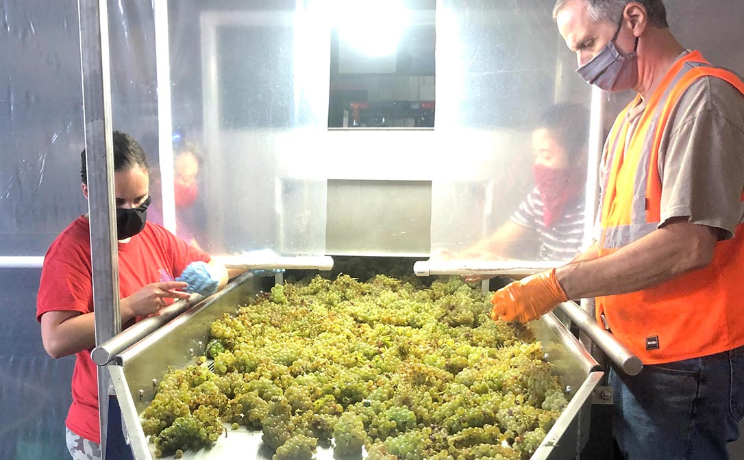 Sorting through a block of Chardonnay grapes before loading them onto the press.