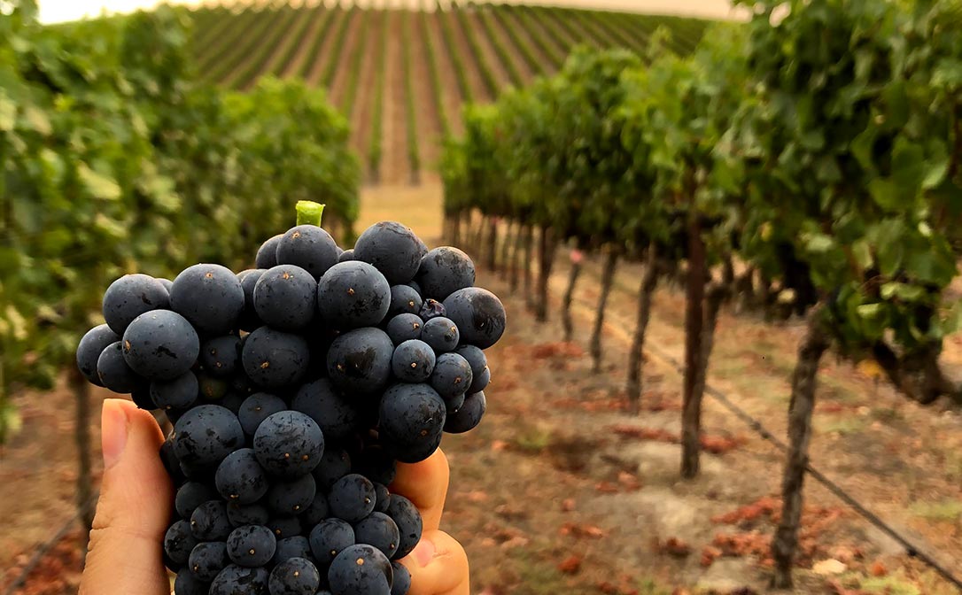 Taking Pinot Noir Cluster Samples at Three Sticks 'Wines' Gaps Crown Vineyard. Samples are used to measure the readiness and give us a better idea of when to pick certain blocks.