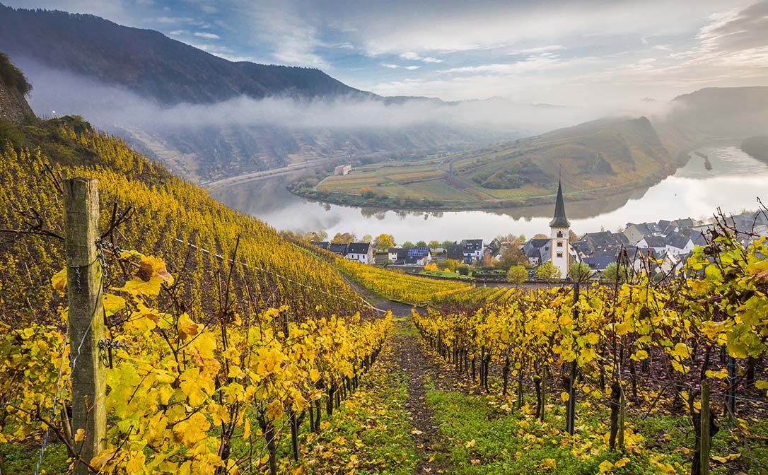 The slopes of the Mosel valley, Germany