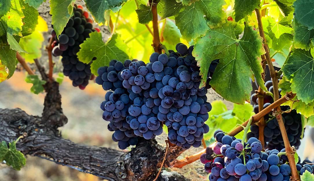 Grenache grapes