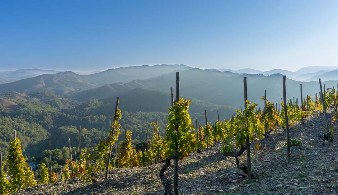 Priorat vineyard