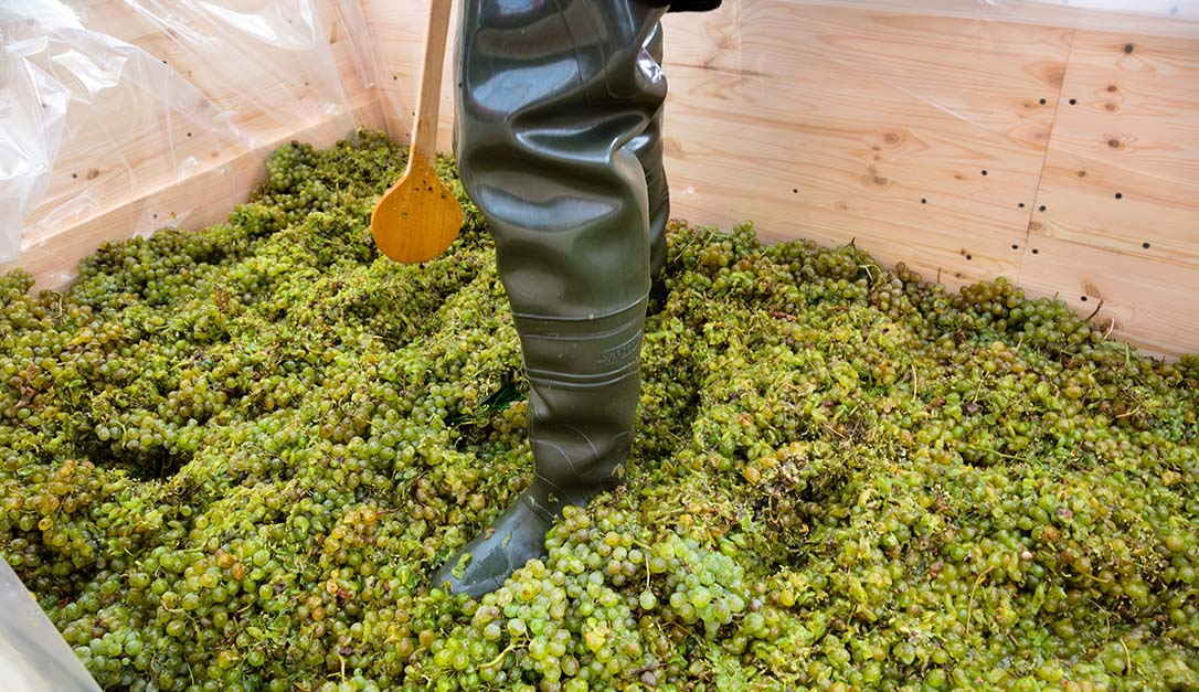 Crushing white grapes by foot