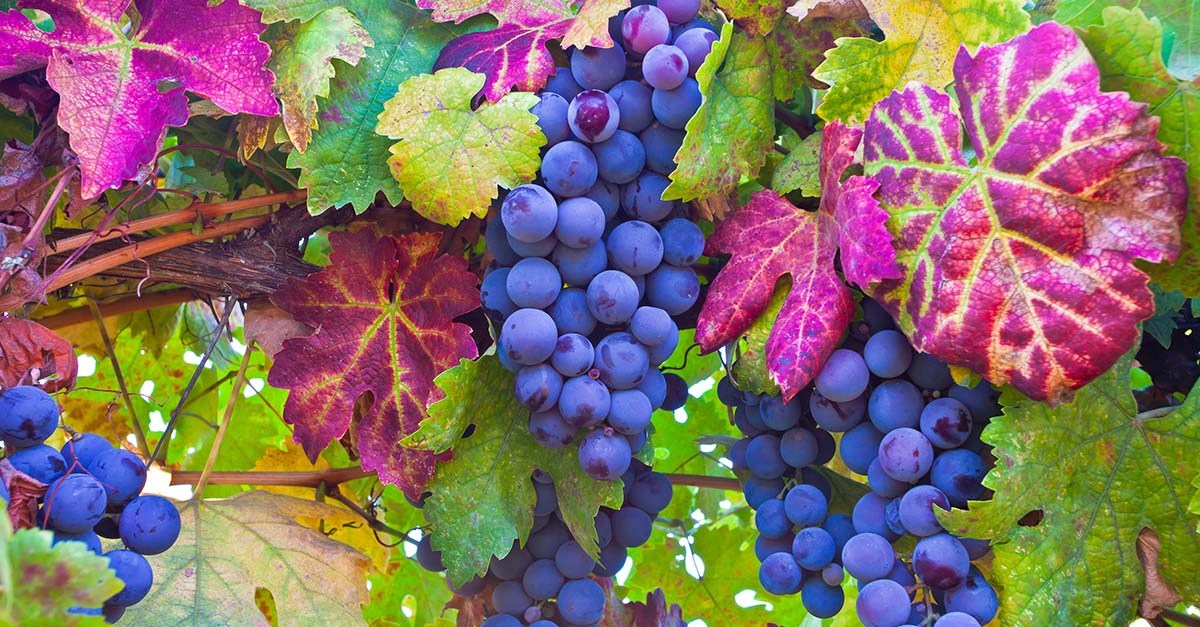 What determines the colour of wine? | Wine & Spirit Education Trust
