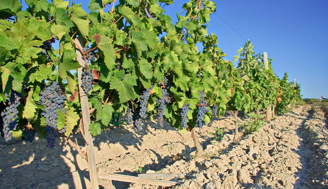 Vranec grapes on the vine