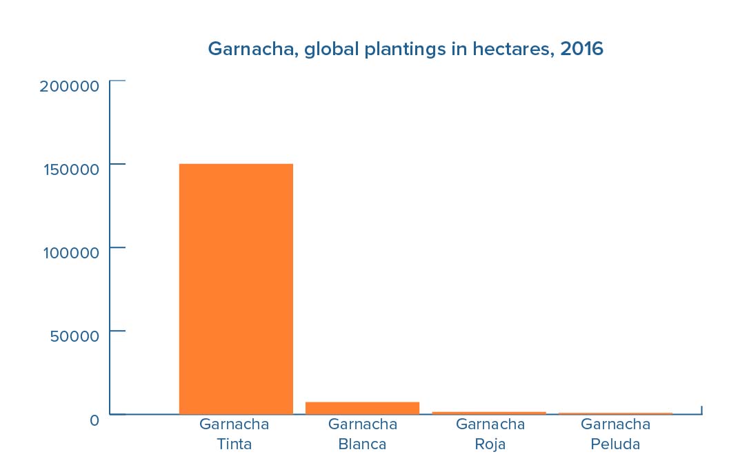 Graph showing global plantings of Garnacha, in hectares, in 2016