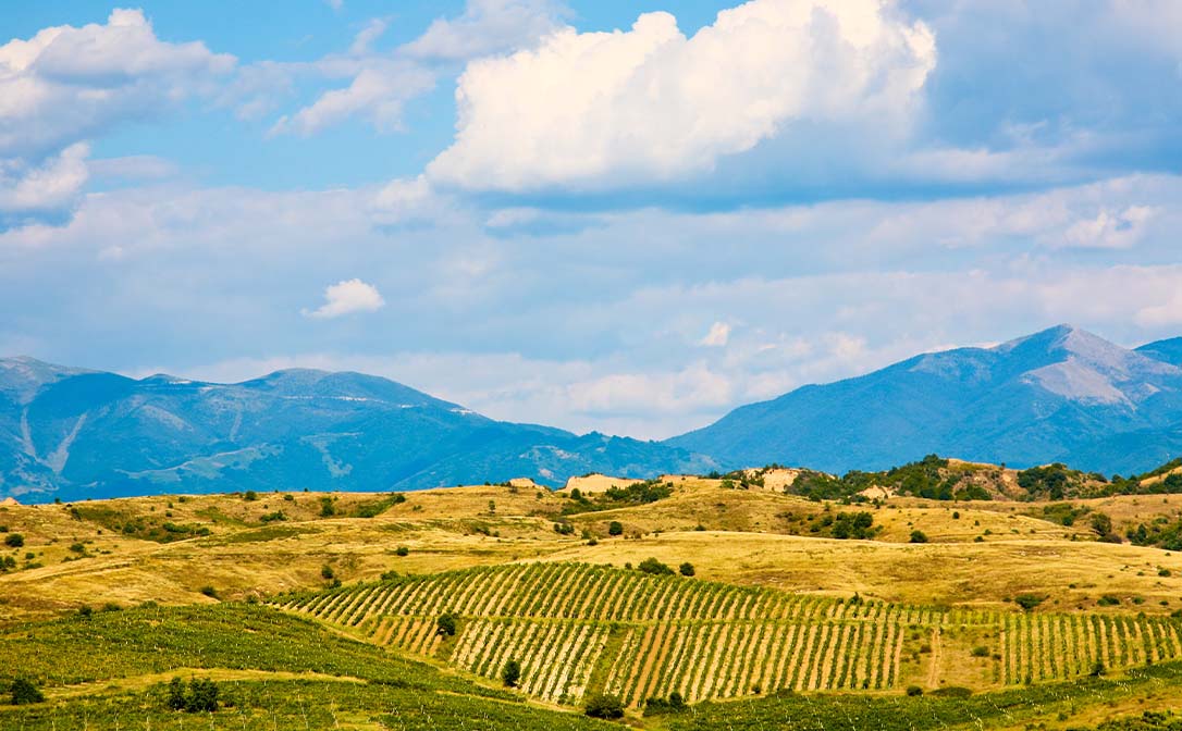 Bulgarian vineyards