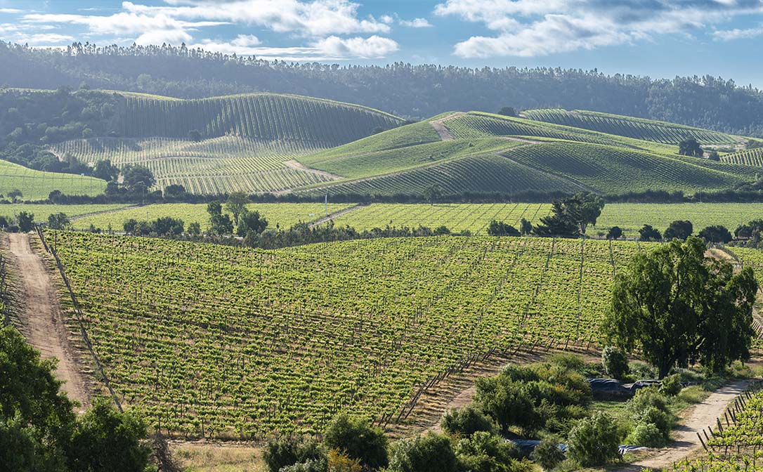 Mulligans Christmas Mountain Thanksgiving 2022 International Wine And Grapes Days Calendar 2022 | Wine & Spirit Education  Trust