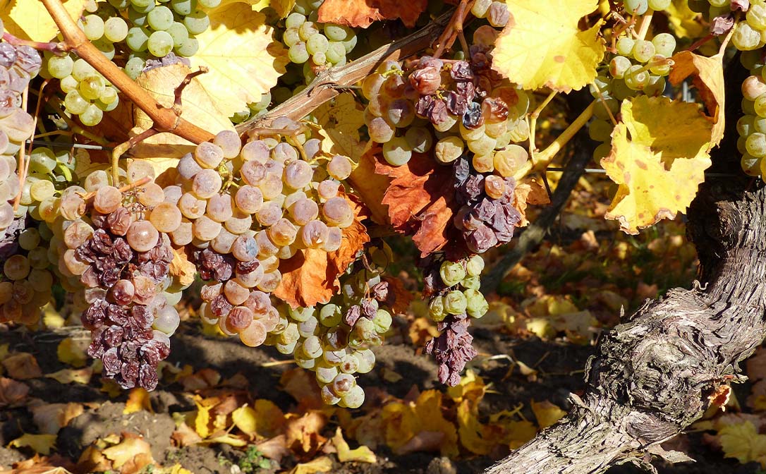 Botrytis affected Riesling on an old vine