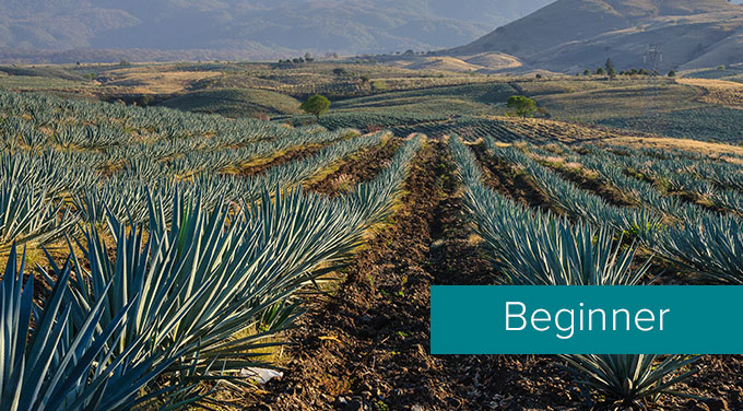 Agave-field.jpg