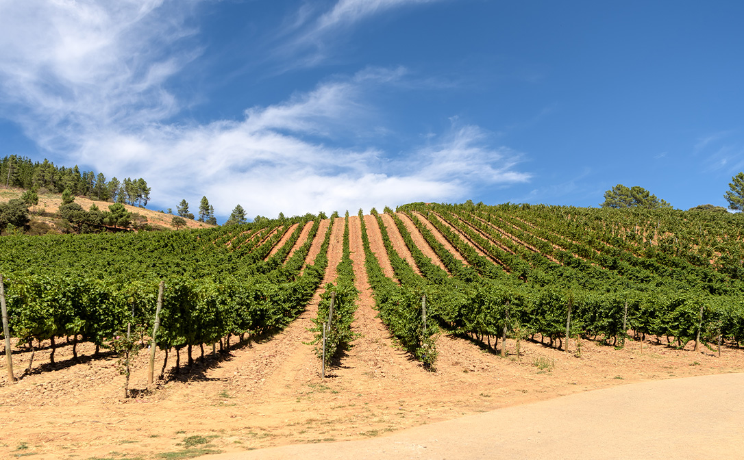 Rueda, Spain. Verdejo and Sauvignon Blanc vines