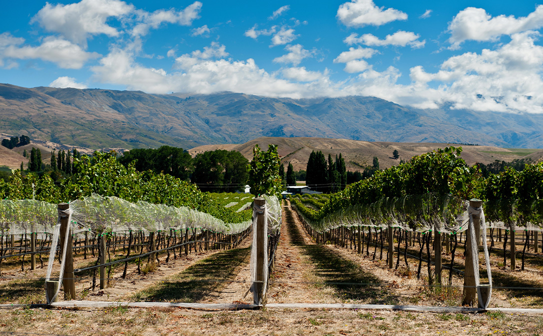 Central Otago Pinot Noir growing like Burgundy