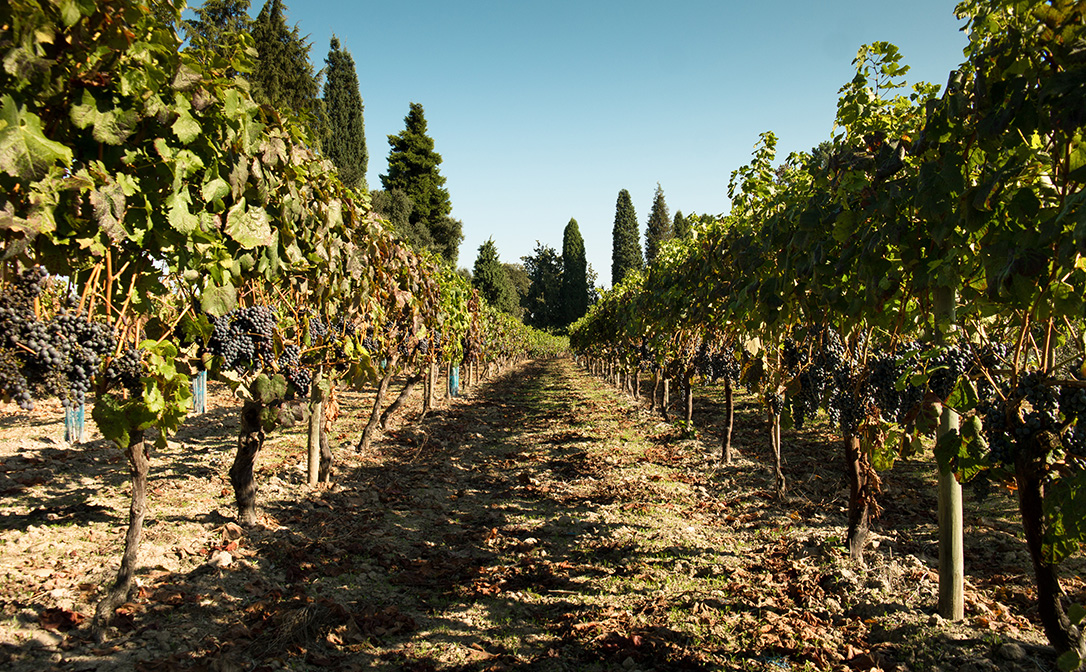 Vineyards in Bairrada DOC