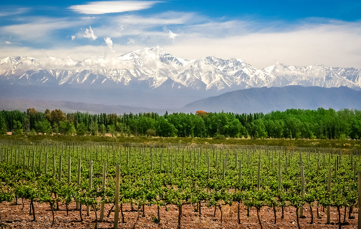 Le vignoble de Mendoza en Argentine est l’un des plus hauts du monde