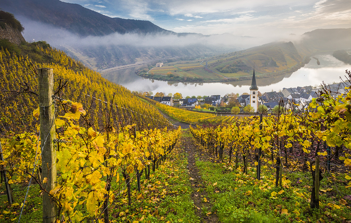 Vignes en coteaux de la vallée de la Moselle en Allemagne