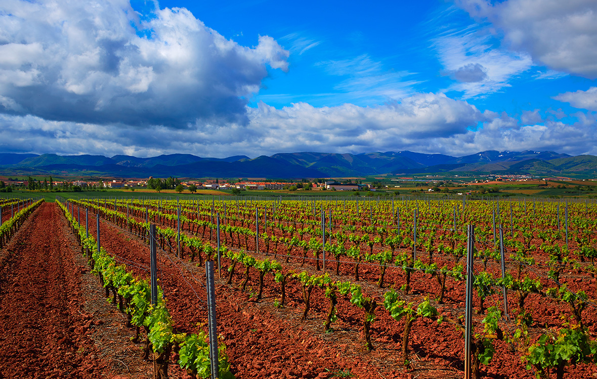 Sols argileux de la Rioja en Espagne