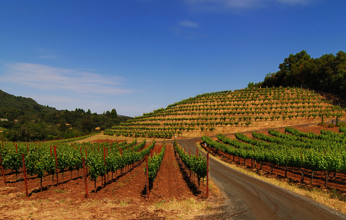 Vignoble de Sonoma en Californie. La Californie est l’une des régions viticoles les plus chaudes du monde.