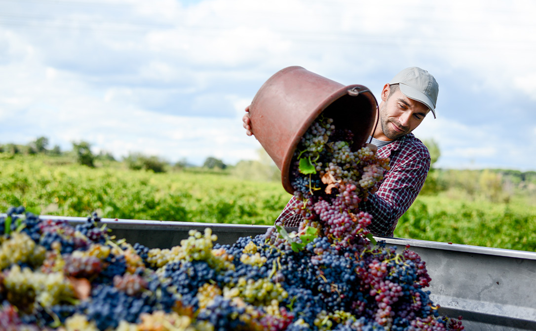 Natural wine grapes being harvested