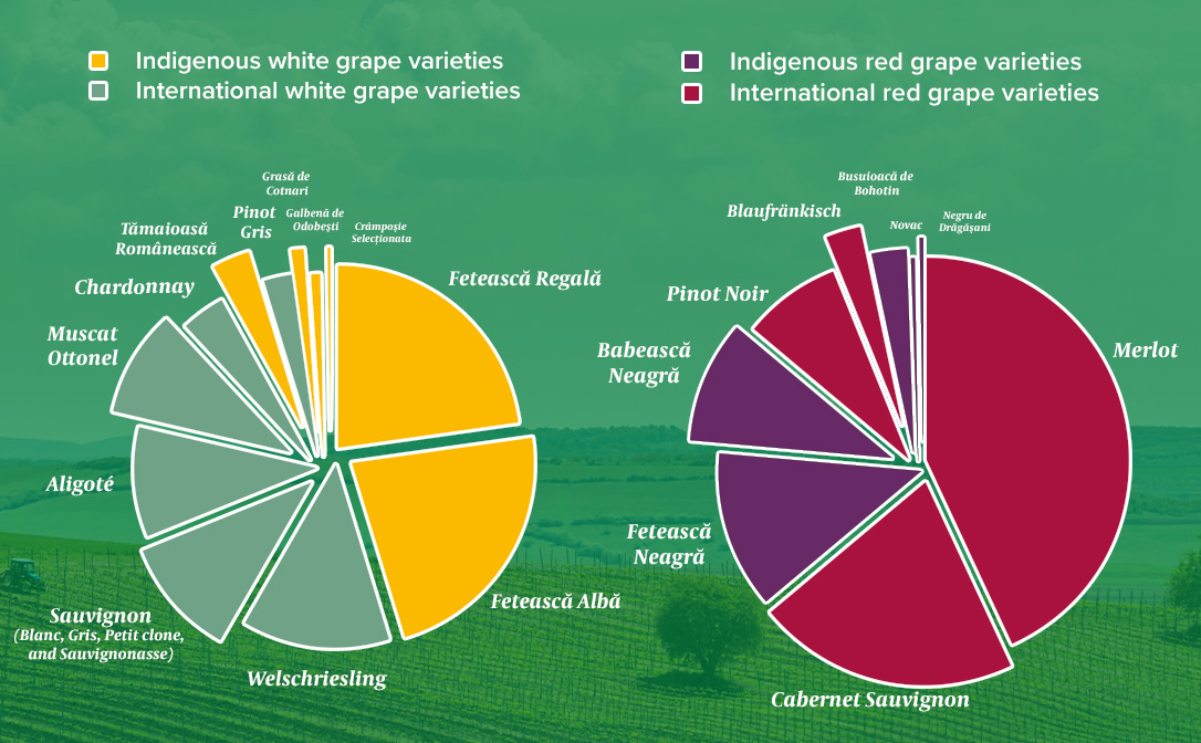 Graphs showing the varieties most planted in Romania