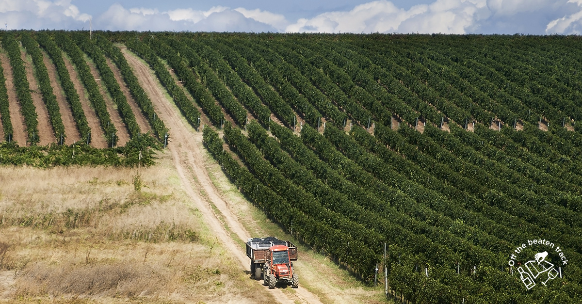 Romanian wine - Guide to Romanian wines | Wine & Spirit Education Trust