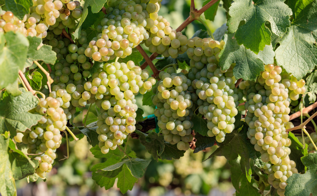 Chenin Blanc grapes in a vineyard