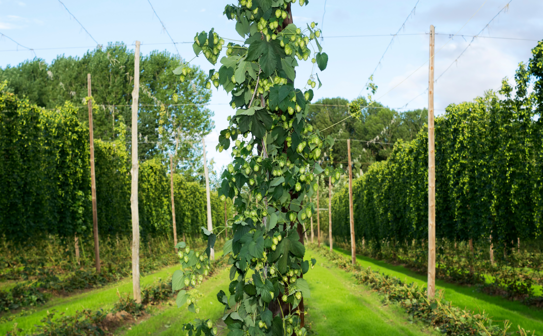 Hops growing on a bine