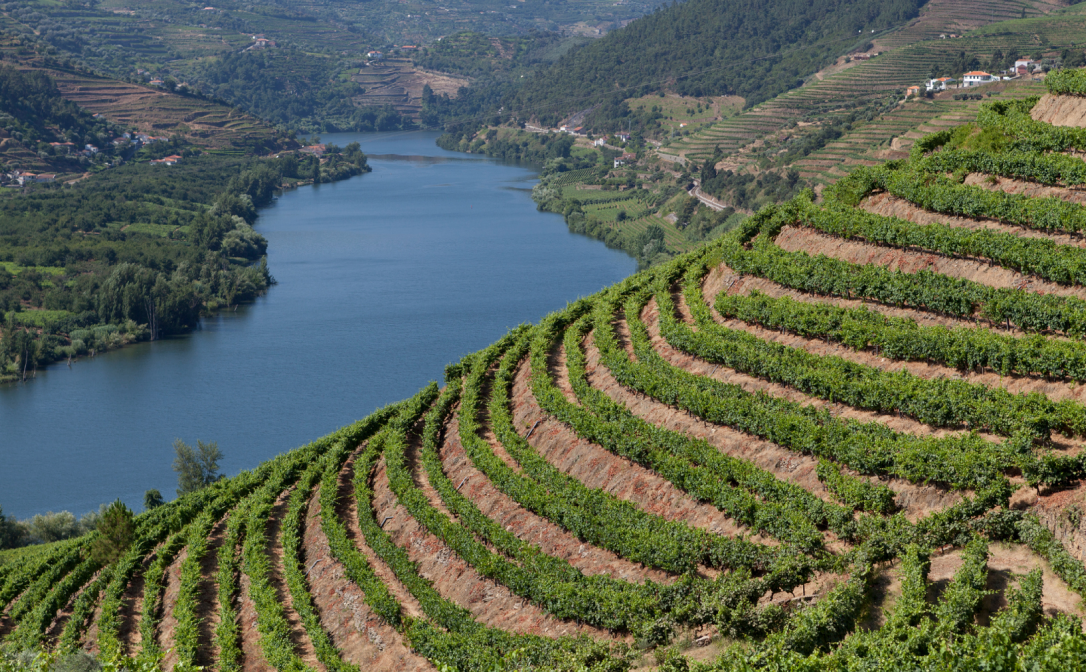 Vineyards on a sleep slope, with a river in the distance