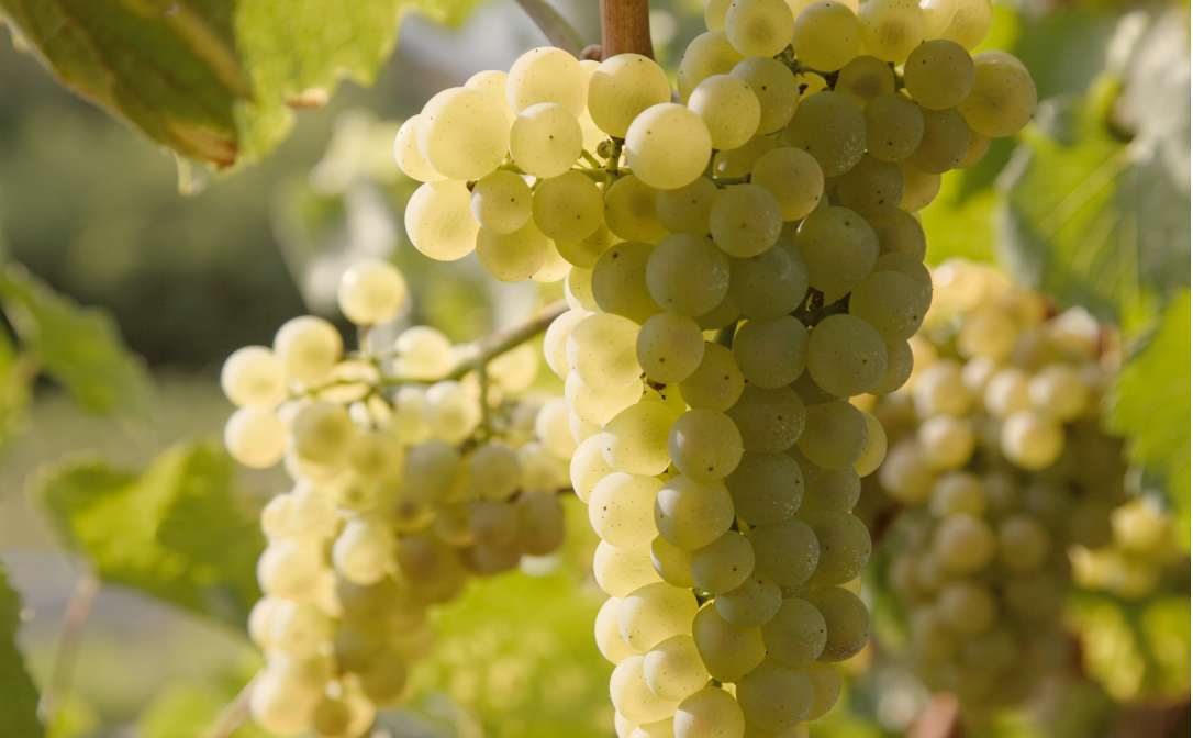 Chardonnay grapes on the vine