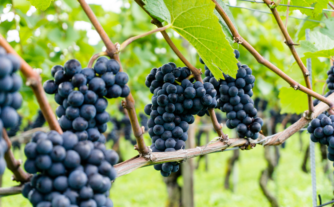 Pinot Noir grapes hanging on vines