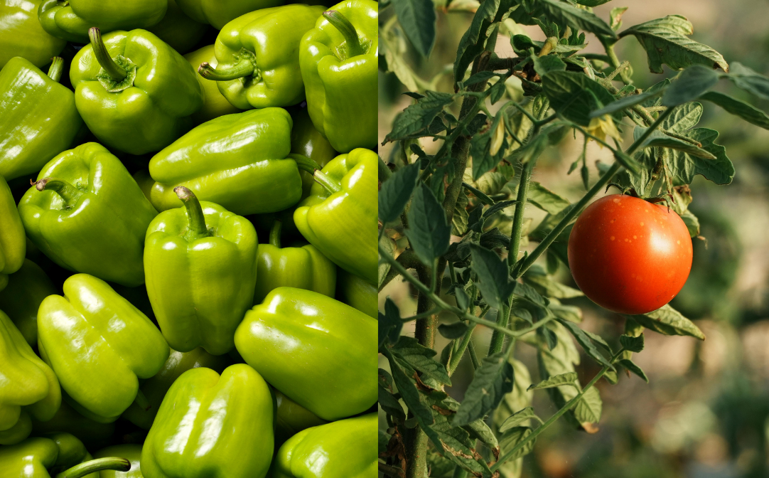 Green bell pepper and tomato leaf