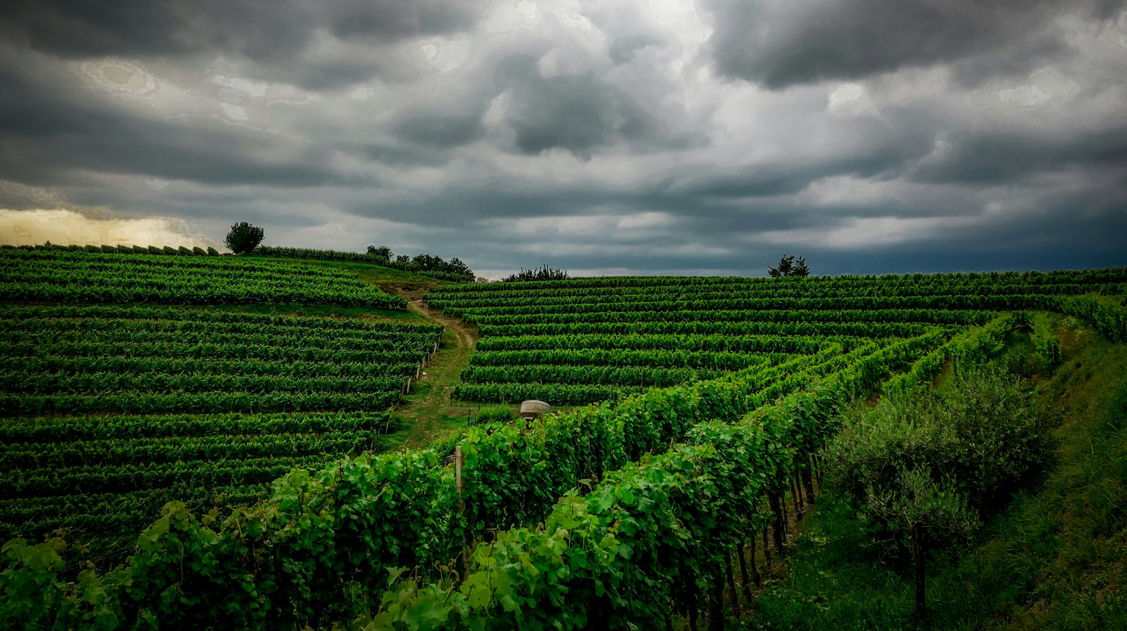 Brda vineyards by Tomas Peršolja