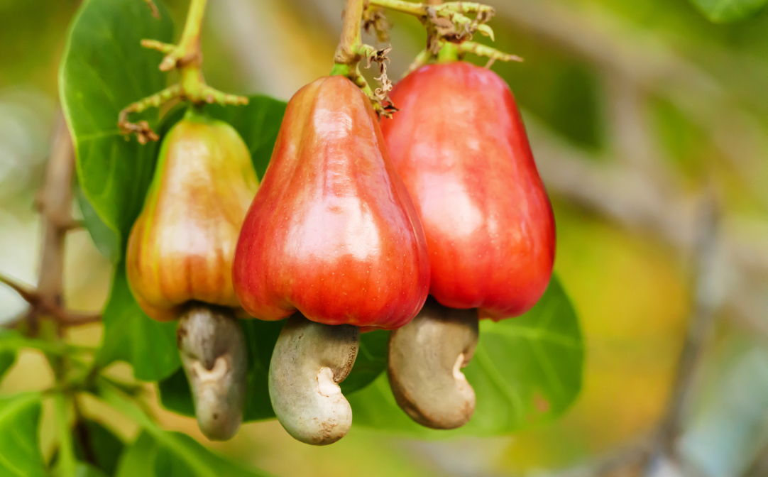 Cashew apple