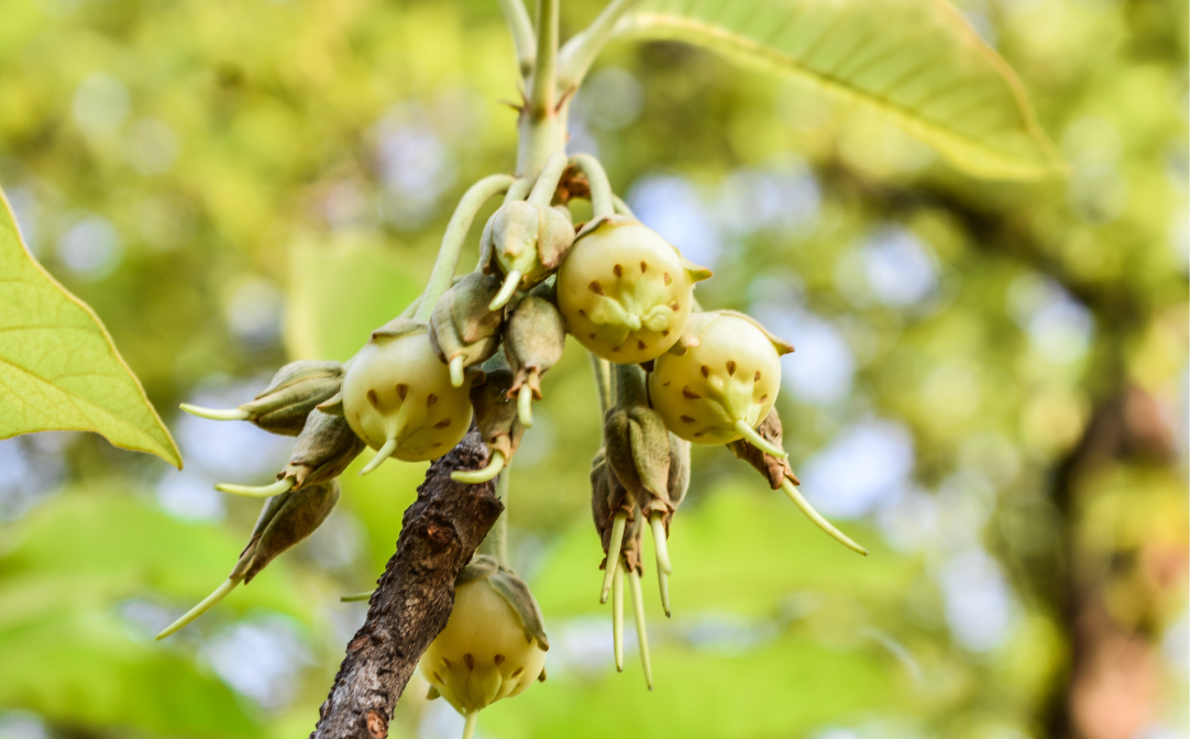 A mahua flower still on the plant