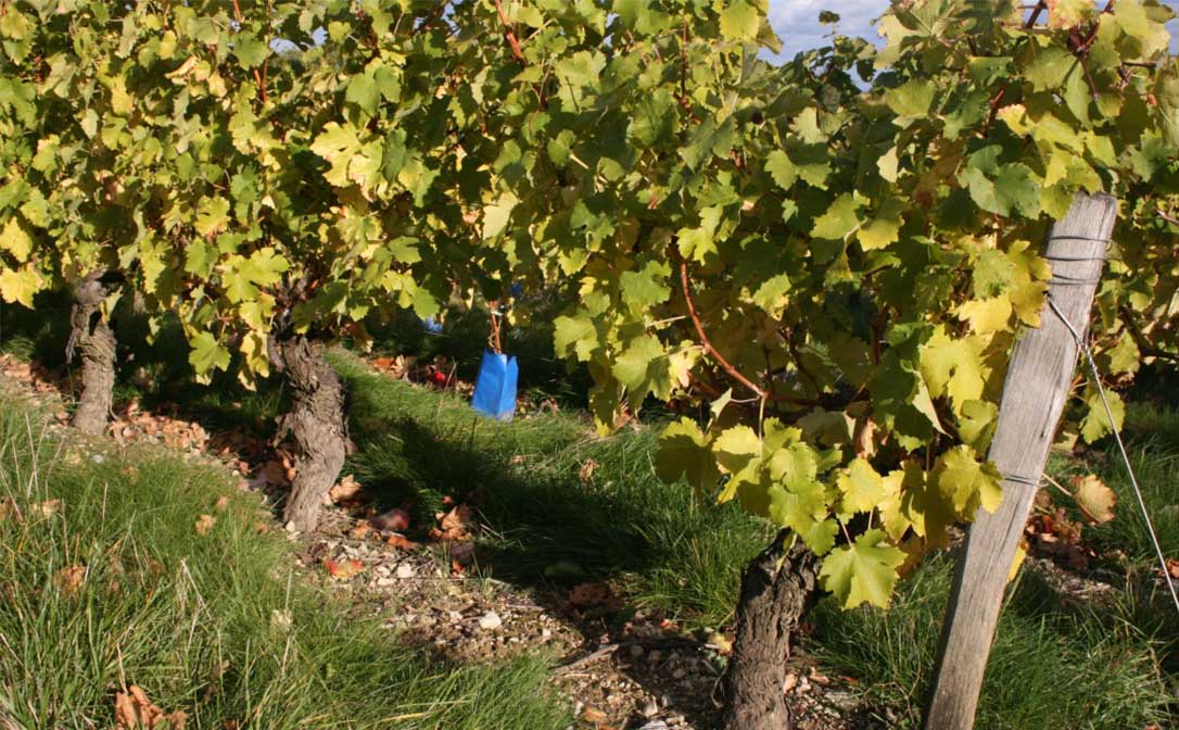 Old Sauvignon Blanc vines, Sancerre