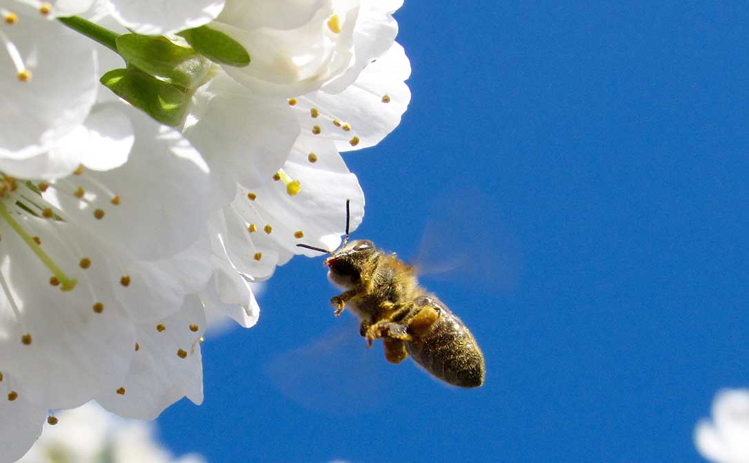 bee with a flower