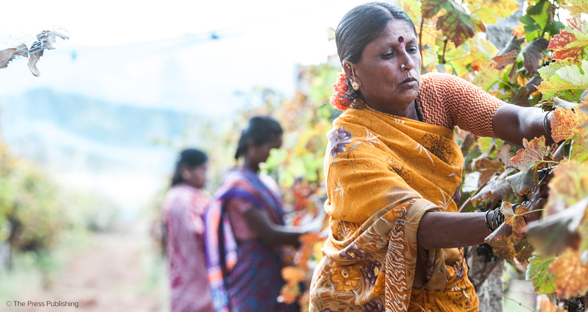 The wines of India all you need to know Wine & Spirit Education Trust