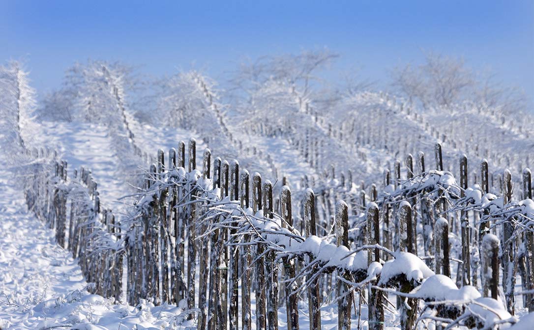 Snowy vineyard