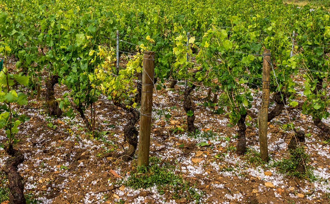 Hail stone grape vine