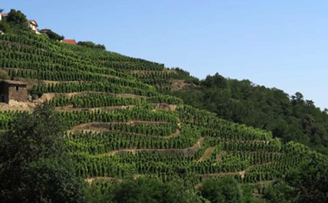 A terraced vineyard in Condrieu, France