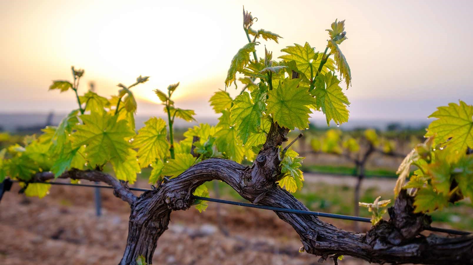 How do vines grow? | Wine &amp; Spirit Education Trust
