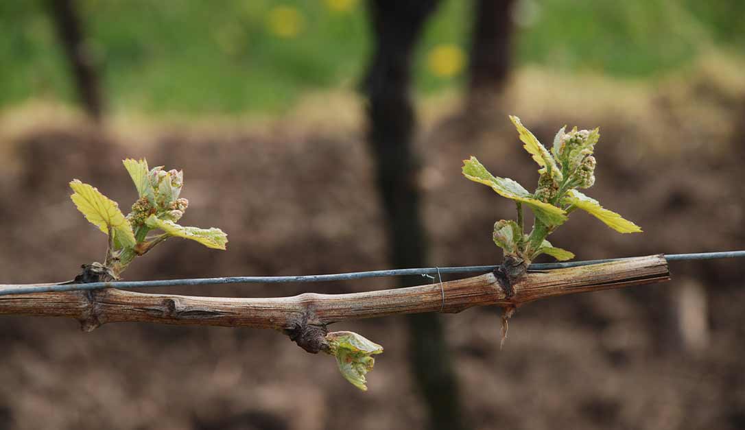 The lifecycle of a grapevine