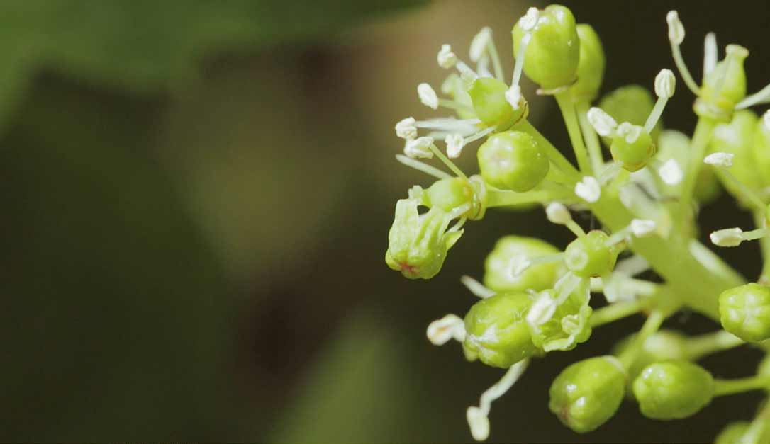 Flowering vine