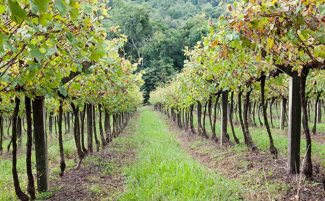 Vineyards of Serra Gaúcha